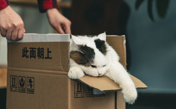 Katze Karton