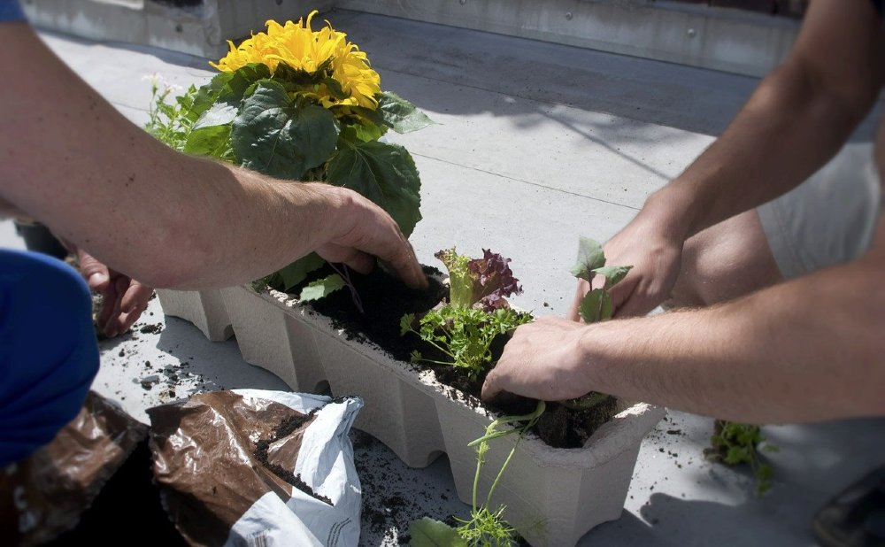 Urban Gardening Tipps