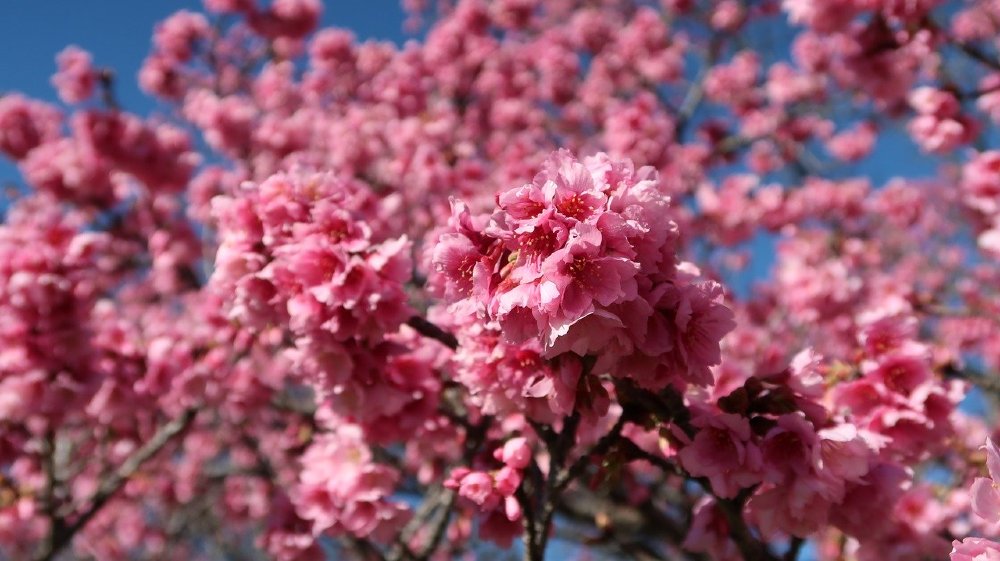winterkirsche prunus rosa 1000