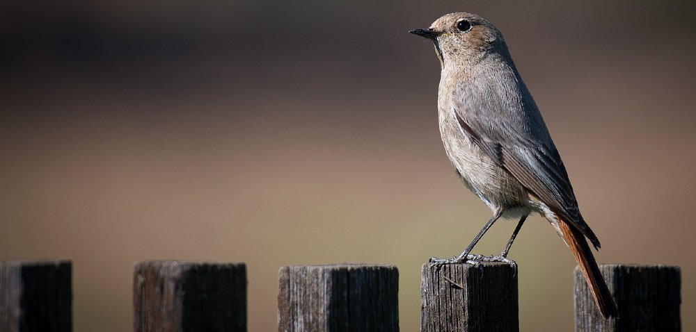 Vogel sitzt auf Zaun